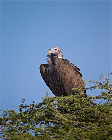 Lappet-faced vulture (Torgos tracheliotus), Serengeti National Park, Tanzania, East Africa, Africa Photographie de stock - Premium Libres de Droits, Code: 6119-07452612