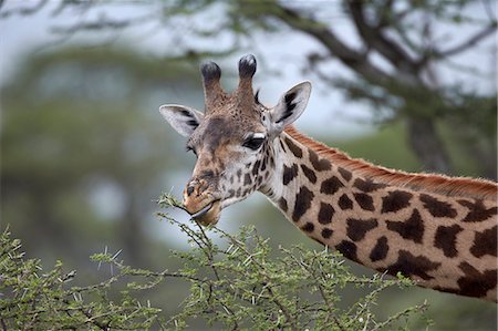 simsearch:6119-08269122,k - Masai giraffe (Giraffa camelopardalis tippelskirchi) eating, Serengeti National Park, Tanzania, East Africa, Africa Foto de stock - Sin royalties Premium, Código: 6119-07452618