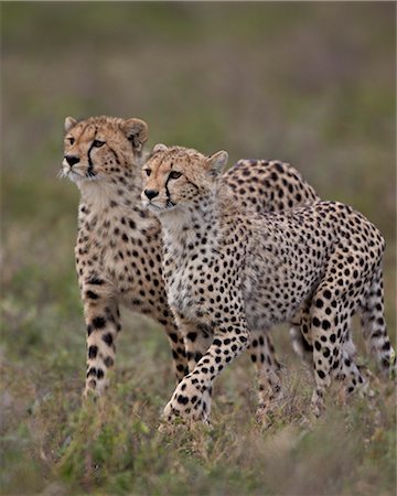 serengeti national park - Cheetah (Acinonyx jubatus) cubs, Serengeti National Park, Tanzania, East Africa, Africa Stock Photo - Premium Royalty-Free, Code: 6119-07452628
