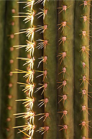 Detail of cactus in the garden of the Villa Majorelle, Marrakech, Morocco, North Africa, Africa Photographie de stock - Premium Libres de Droits, Code: 6119-07452842