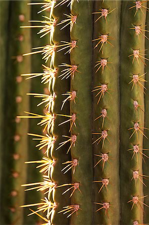 simsearch:6119-07452332,k - Detail of cactus in the garden of the Villa Majorelle, Marrakech, Morocco, North Africa, Africa Foto de stock - Sin royalties Premium, Código: 6119-07452842