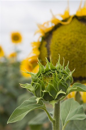 simsearch:6119-09054281,k - Sunflower about to flower, Tuscany, Italy Foto de stock - Sin royalties Premium, Código: 6119-07452865