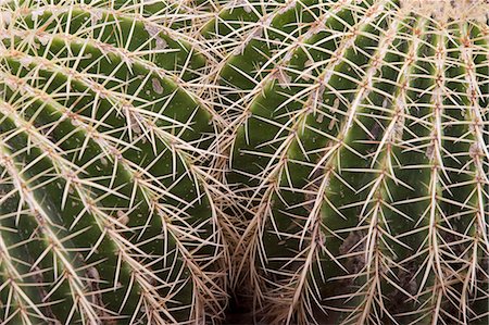 Cactus, Echinocactus Grusonii Hildmann, Jardin Botanico (Botanical Gardens), Valencia, Mediterranean, Costa del Azahar, Spain, Europe Stock Photo - Premium Royalty-Free, Code: 6119-07452879