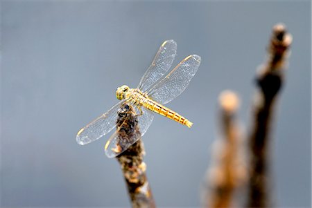 Dragonfly on stump, Kumarakom, Kerala, India, Asia Fotografie stock - Premium Royalty-Free, Codice: 6119-07452898