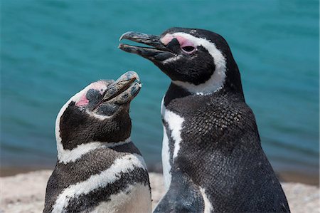 peninsula valdez - Magellanic penguins (Spheniscus magellanicus), Peninsula Valdez, UNESCO World Heritage Site, Argentina, South America Foto de stock - Sin royalties Premium, Código: 6119-07452941