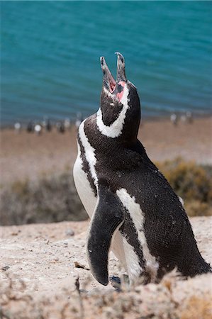 Magellanic penguin (Spheniscus magellanicus), Peninsula Valdez, UNESCO World Heritage Site, Argentina, South America Foto de stock - Sin royalties Premium, Código: 6119-07452944