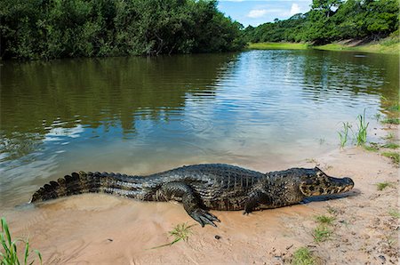 simsearch:6119-09073846,k - Alligator (Yacare caiman) in the Pantanal, UNESCO World Heritage Site, Brazil, South America Photographie de stock - Premium Libres de Droits, Code: 6119-07452985