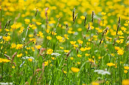 Grasses and flowers in a buttercup meadow at Muker, Swaledale,  Yorkshire Dales, Yorkshire, England, United Kingdom, Europe Stock Photo - Premium Royalty-Free, Code: 6119-07453162