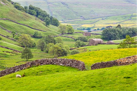 stonewall - Dry stone wall and field barns below Kisdon Hill in Swaledale, Yorkshire Dales, Yorkshire, England, United Kingdom, Europe Stock Photo - Premium Royalty-Free, Code: 6119-07453164