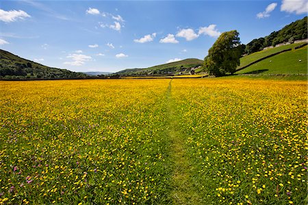 swaledale - Path across buttercup meadows at Gunnerside in Swaledale, Yorkshire Dales, Yorkshire, England, United Kingdom, Europe Foto de stock - Sin royalties Premium, Código: 6119-07453171