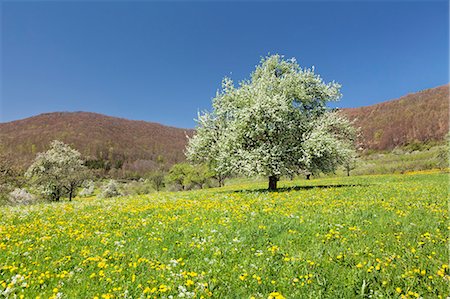 simsearch:6119-07744551,k - Blossoming cherry tree on a spring meadow, Neidlinger Tal Valley, Swabian Alb, Baden Wurttemberg, Germany, Europe Stock Photo - Premium Royalty-Free, Code: 6119-07541458