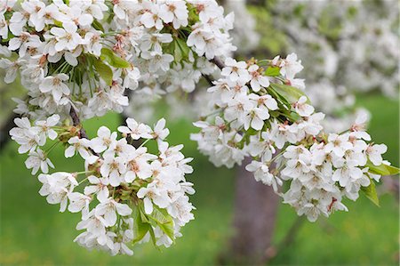 simsearch:6119-07744551,k - Blossoming cherry tree (Prunus avium), Baden Wurttemberg, Germany, Europe Stock Photo - Premium Royalty-Free, Code: 6119-07541461