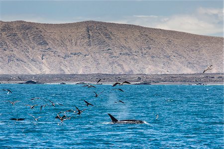 A small pod of four or five killer whales (Orcinus orca) feeding amongst frigatebirds between Fernandina and Isabela Islands, Galapagos Islands, UNESCO World Heritage Site, Ecuador, South America Foto de stock - Royalty Free Premium, Número: 6119-07541470