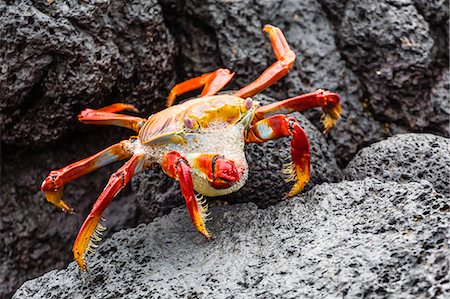 Sally lightfoot crab (Grapsus grapsus) preparing to shed its exoskeleton in Urbina Bay, Isabela Island, Galapagos Islands, Ecuador, South America Stock Photo - Premium Royalty-Free, Code: 6119-07541472