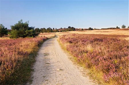 Path through Luneburger Heide, Wilseder Berg, nature reserve, Lower Saxony, Germany, Europe Fotografie stock - Premium Royalty-Free, Codice: 6119-07541480