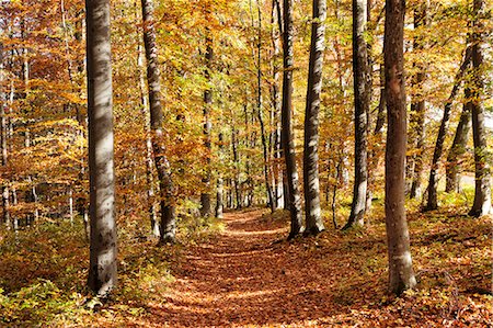 simsearch:6119-07541480,k - Path in a forest in autumn, Swabian Alb, Baden Wurttemberg, Germany, Europe Foto de stock - Sin royalties Premium, Código: 6119-07541481