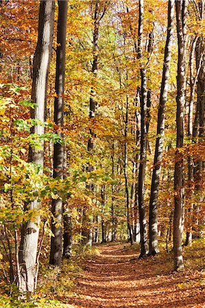 simsearch:6119-08269030,k - Path in a forest in autumn, Swabian Alb, Baden Wurttemberg, Germany, Europe Photographie de stock - Premium Libres de Droits, Code: 6119-07541482