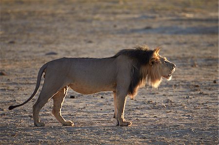 roaring big cat - Lion (Panthera leo) roaring, Kgalagadi Transfrontier Park, encompassing the former Kalahari Gemsbok National Park, South Africa, Africa Stock Photo - Premium Royalty-Free, Code: 6119-07541548