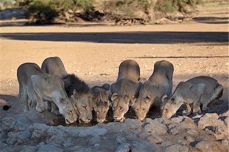 female lion with cubs - Lion (Panthera leo) family drinking, Kgalagadi Transfrontier Park, encompassing the former Kalahari Gemsbok National Park, South Africa, Africa Stock Photo - Premium Royalty-Free, Code: 6119-07541553