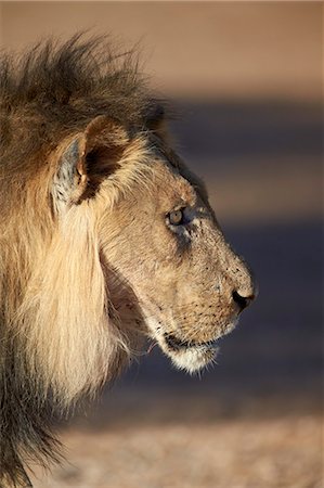 Lion (Panthera leo), Kgalagadi Transfrontier Park, encompassing the former Kalahari Gemsbok National Park, South Africa, Africa Photographie de stock - Premium Libres de Droits, Code: 6119-07541551
