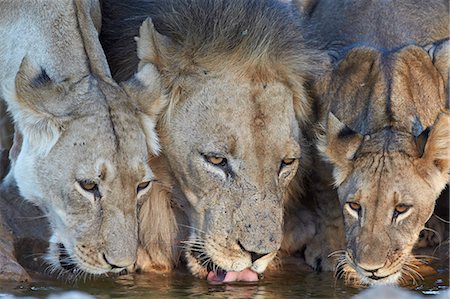 pozza d'acqua - Lion (Panthera leo) and two cubs drinking, Kgalagadi Transfrontier Park, encompassing the former Kalahari Gemsbok National Park, South Africa, Africa Fotografie stock - Premium Royalty-Free, Codice: 6119-07541554