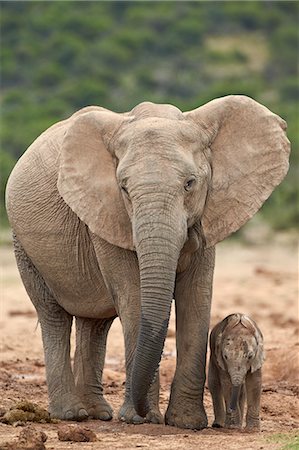 elephant with baby elephant - African elephant (Loxodonta africana) mother and baby, Addo Elephant National Park, South Africa, Africa Stock Photo - Premium Royalty-Free, Code: 6119-07541563