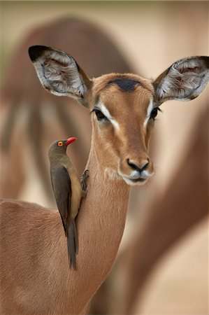 Red-billed oxpecker (Buphagus erythrorhynchus) on a female impala (Aepyceros melampus), Kruger National Park, South Africa, Africa Photographie de stock - Premium Libres de Droits, Code: 6119-07541573