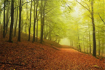 Beech forest and morning fog, Hunsrueck, Rhineland-Palatinate, Germany, Europe Stock Photo - Premium Royalty-Free, Code: 6119-07541531