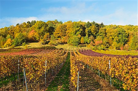 Vineyard landscape, near St. Martin, German Wine Route, Rhineland-Palatinate, Germany, Europe Stock Photo - Premium Royalty-Free, Code: 6119-07541535