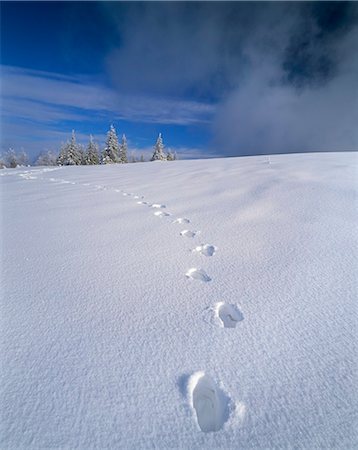 Foot steps in the snow, Kandel Mountain, Black Forest, Baden Wurttemberg, Germany, Europe Stock Photo - Premium Royalty-Free, Code: 6119-07587390