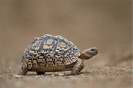 simsearch:6119-07587444,k - Leopard Tortoise (Geochelone pardalis), Kruger National Park, South Africa, Africa Stock Photo - Premium Royalty-Free, Code: 6119-07587443