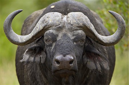 simsearch:6119-07587444,k - Cape Buffalo (African Buffalo) (Syncerus caffer), Kruger National Park, South Africa, Africa Stock Photo - Premium Royalty-Free, Code: 6119-07587440