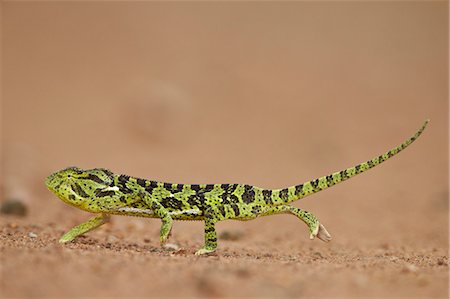 flap-neck chameleon - Flap-necked Chameleon (Flap Neck Chameleon) (Chamaeleo dilepis), Kruger National Park, South Africa, Africa Foto de stock - Sin royalties Premium, Código: 6119-07587444
