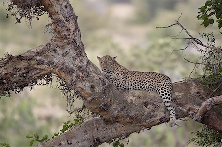 panthère - Leopard (Panthera pardus) in a fig tree, Kruger National Park, South Africa, Africa Photographie de stock - Premium Libres de Droits, Code: 6119-07587445