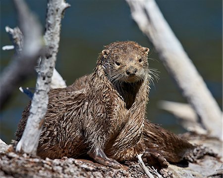 simsearch:6119-07587449,k - River Otter (Lutra canadensis), Yellowstone National Park, Wyoming, United States of  America, North America Foto de stock - Sin royalties Premium, Código: 6119-07587448