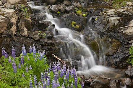 Cascade with lupines, Iceland, Polar Regions Foto de stock - Sin royalties Premium, Código: 6119-07587458