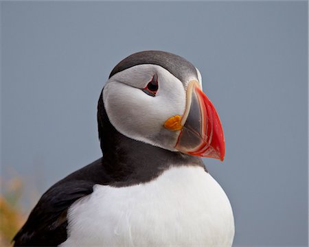 Atlantic Puffin (Fratercula arctica), Iceland, Polar Regions Photographie de stock - Premium Libres de Droits, Code: 6119-07587463