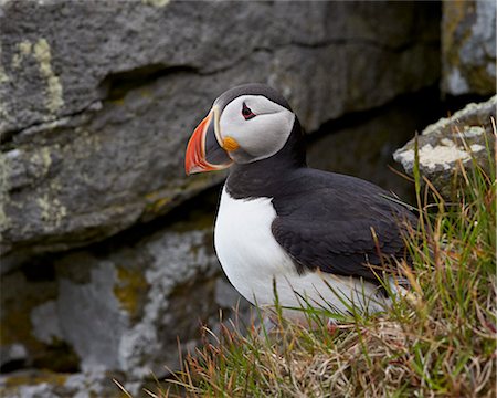 Atlantic Puffin (Fratercula arctica), Iceland, Polar Regions Photographie de stock - Premium Libres de Droits, Code: 6119-07587467