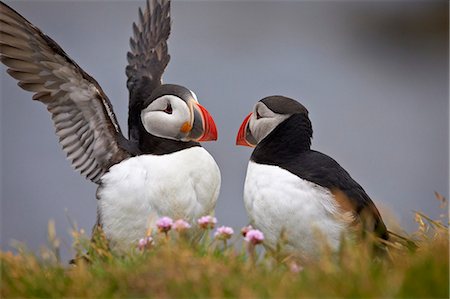 Atlantic Puffin (Fratercula arctica) pair, Iceland, Polar Regions Photographie de stock - Premium Libres de Droits, Code: 6119-07587469