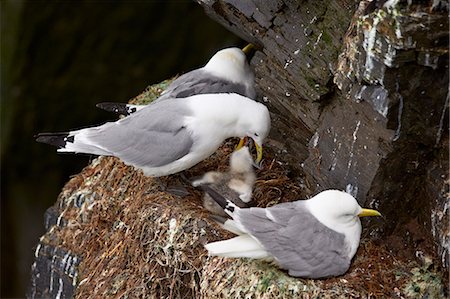 Black-Legged Kittiwake (Rissa tridactyla) adult feeding a chick on the nest, Iceland, Polar Regions Photographie de stock - Premium Libres de Droits, Code: 6119-07587473