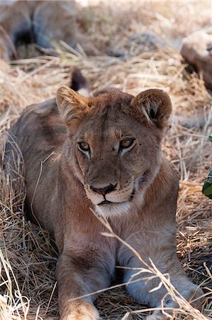 simsearch:6119-09101876,k - Lion (Panthera leo), Khwai Concession, Okavango Delta, Botswana, Africa Stock Photo - Premium Royalty-Free, Code: 6119-07587424