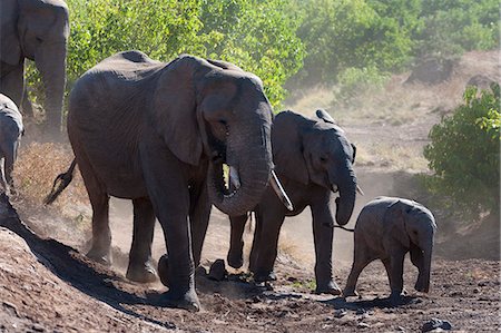 elephant herd - African elephant (Loxodonta africana), Mashatu Game Reserve, Botswana, Africa Stock Photo - Premium Royalty-Free, Code: 6119-07587425