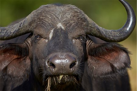 simsearch:841-06446192,k - Cape Buffalo (African Buffalo) (Syncerus caffer), Kruger National Park, South Africa, Africa Stockbilder - Premium RF Lizenzfrei, Bildnummer: 6119-07587433