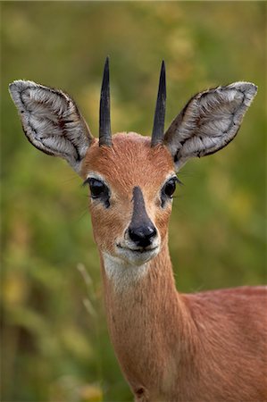Male Steenbok (Raphicerus campestris), Kruger National Park, South Africa, Africa Photographie de stock - Premium Libres de Droits, Code: 6119-07587436