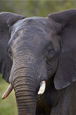 simsearch:6119-07587444,k - African Elephant (Loxodonta africana), Kruger National Park, South Africa, Africa Stock Photo - Premium Royalty-Free, Code: 6119-07587438