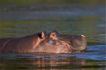 simsearch:6119-07587444,k - Hippopotamus (Hippopotamus amphibius), Kruger National Park, South Africa, Africa Stock Photo - Premium Royalty-Free, Code: 6119-07587439