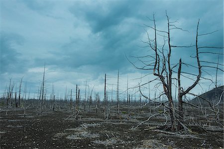 destruction - Dead tree forest on the Tolbachik volcano, Kamchatka, Russia, Eurasia Photographie de stock - Premium Libres de Droits, Code: 6119-07587513