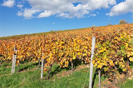 simsearch:6119-07651867,k - Vineyards in autumn, Esslingen, Baden Wurttemberg, Germany, Europe Foto de stock - Royalty Free Premium, Número: 6119-07651858