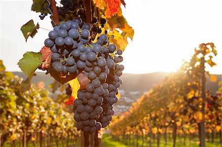 red grape - Vineyards with red wine grapes in autumn at sunset, Esslingen, Baden Wurttemberg, Germany, Europe Photographie de stock - Premium Libres de Droits, Code: 6119-07651860