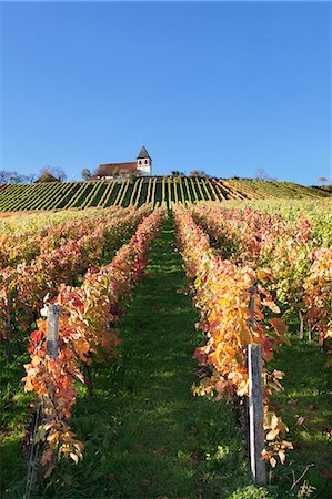 simsearch:6119-07541460,k - Vineyards at Michaelsberg Mountain with Michaelskirche Church, Cleebronn, Zabergau, Heilbronn District, Baden Wurttemberg, Germany, Europe Stock Photo - Premium Royalty-Free, Code: 6119-07651864